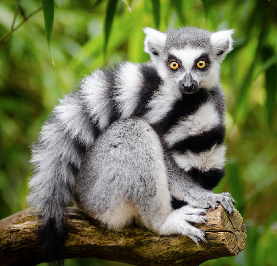 Vienna Zoo welcomes baby ring-tailed lemur | Caretakers at the Vienna Zoo  are welcoming a new resident, a ring-tailed lemur born earlier this month.  It's the second birth of this highly endangered... |